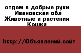 отдам в добрые руки - Ивановская обл. Животные и растения » Кошки   